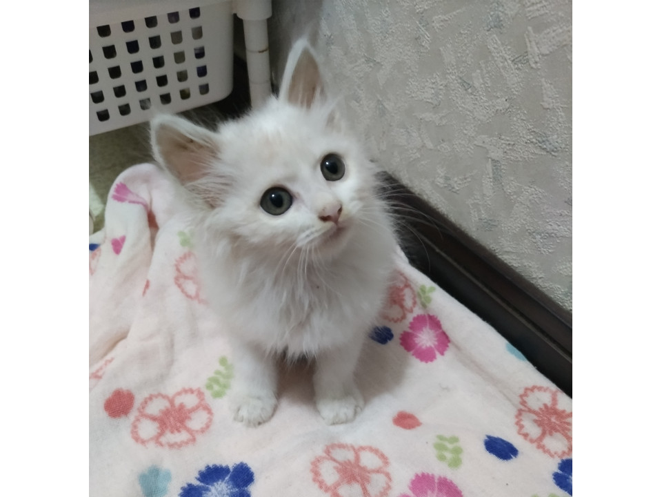 白いもふもふの仔猫【トライアル終了】決定