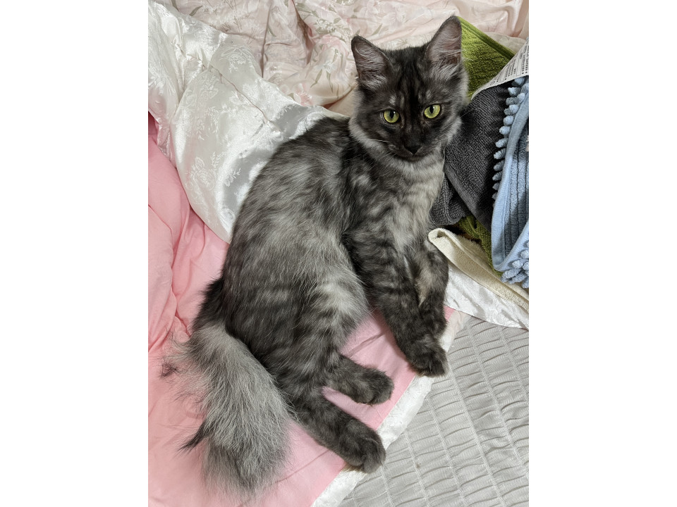 [11/3譲渡会]個性的な長毛パスカル