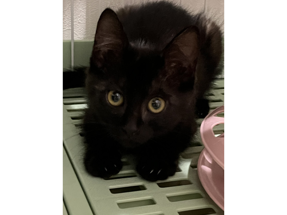 [10/5譲渡会]元気いっぱいヘクちゃん