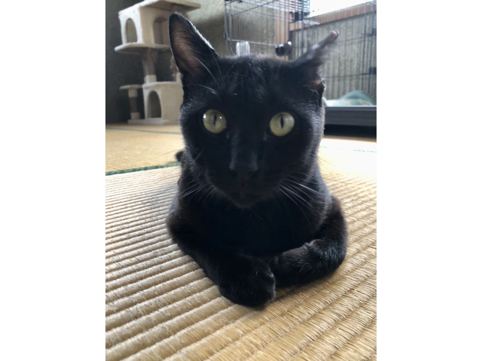 足は悪いですが人馴れ◎ 黒のバギーラ君
