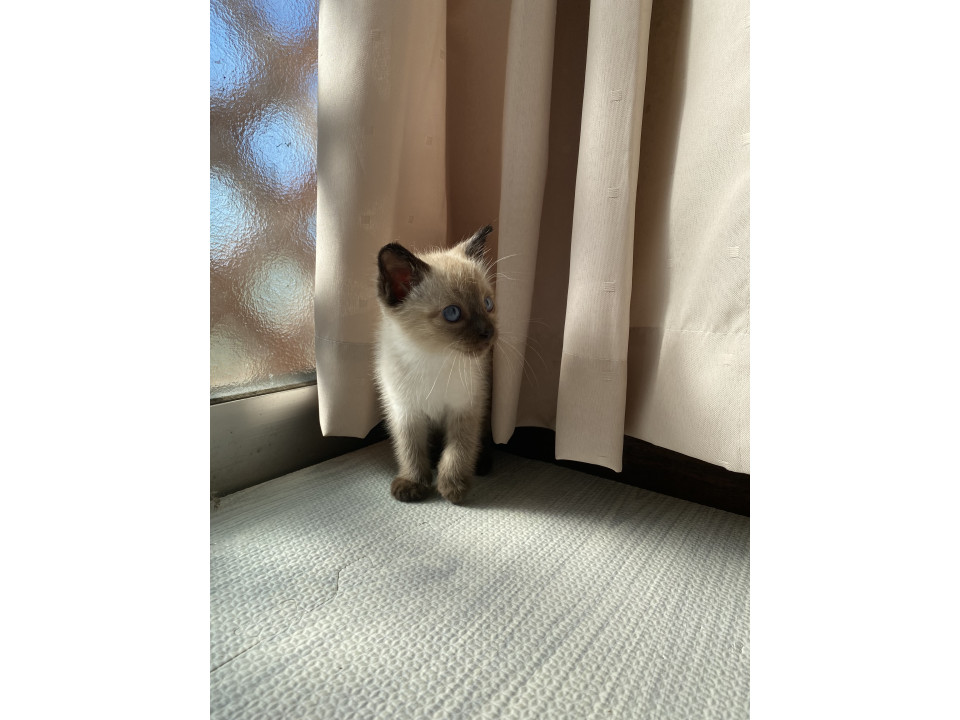 可愛いシャムミックス