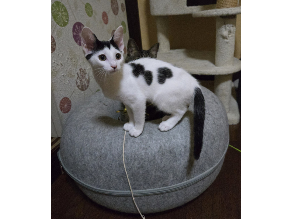 優しい里親さんに迎えていただきました!