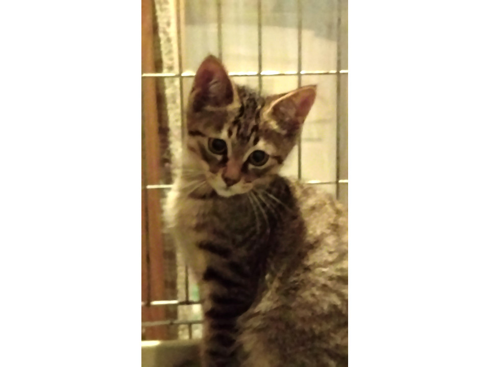 かわいいキジトラの子猫です。