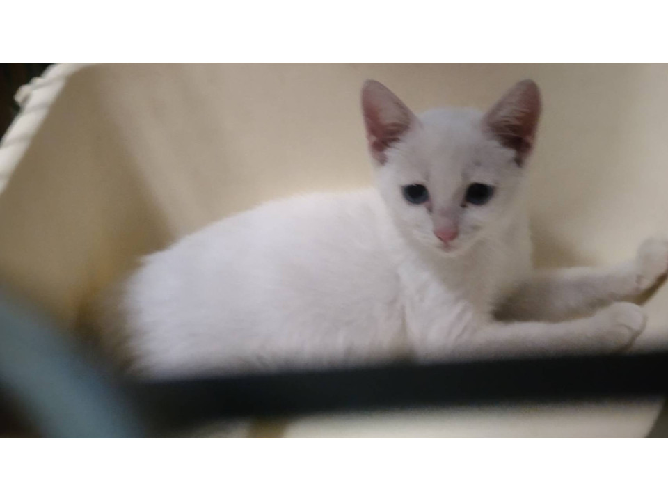 よく遊ぶ子猫 真央ちゃん