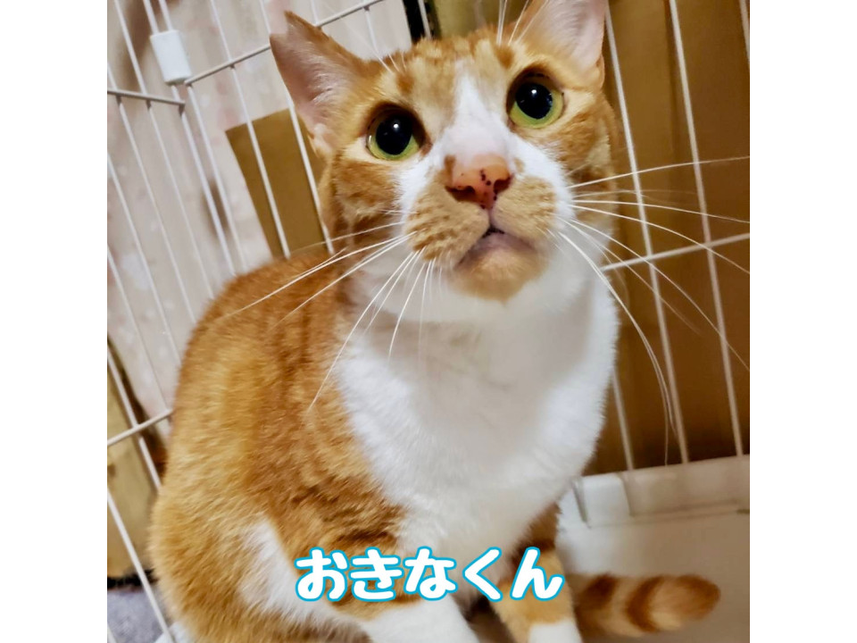 おきなくん