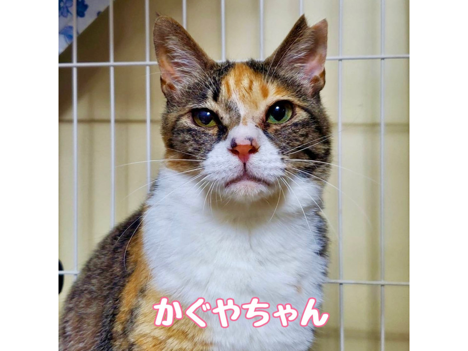 かぐやちゃん