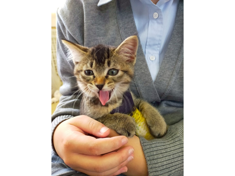 わんぱくボーイ