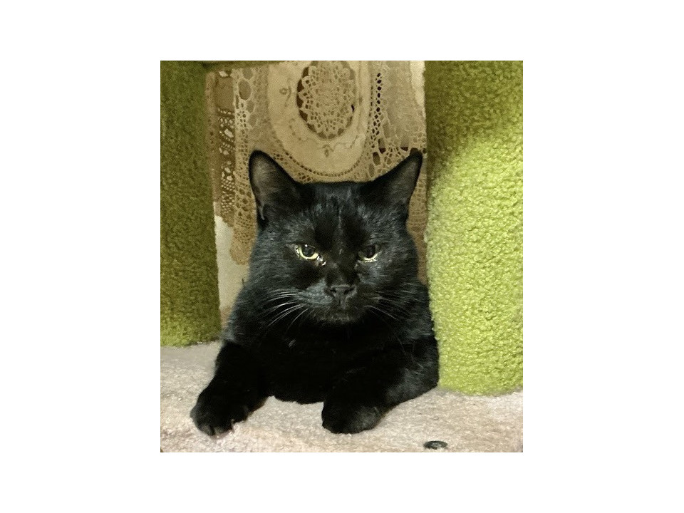 足利くろにん☆1歳以上