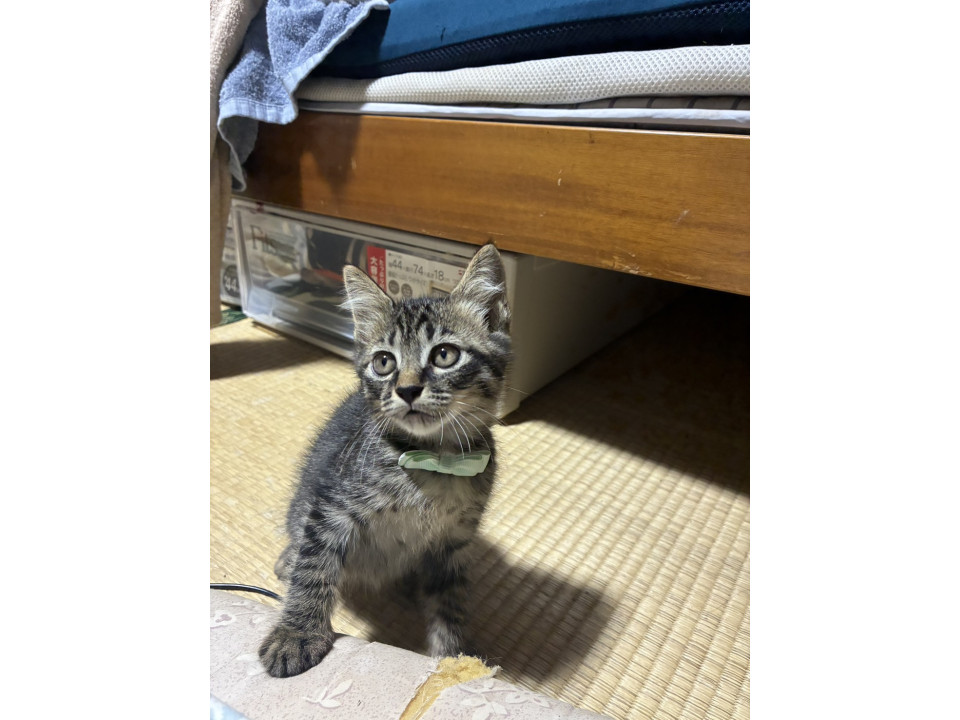 キジトラ、2か月、男の子