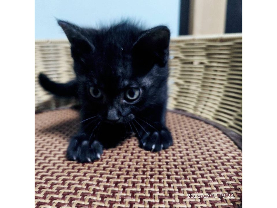 小さな黒猫の男の子