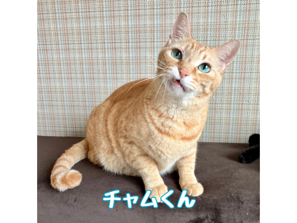 多頭飼育崩壊レスキュー/チャムくん