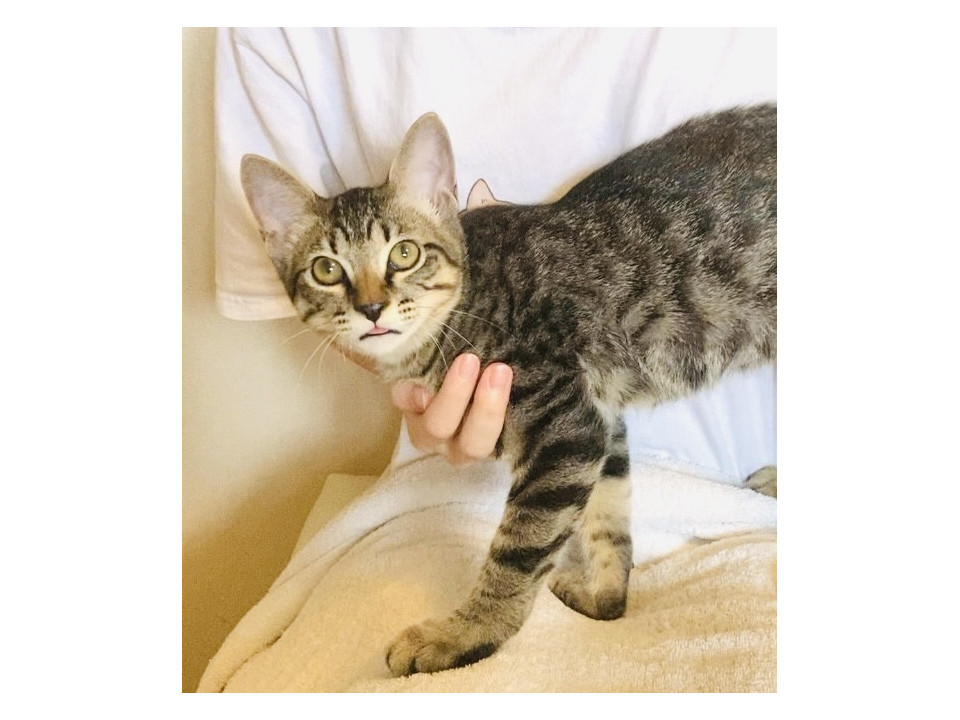 甘えん坊で飼いやすいムギ君1匹OK!