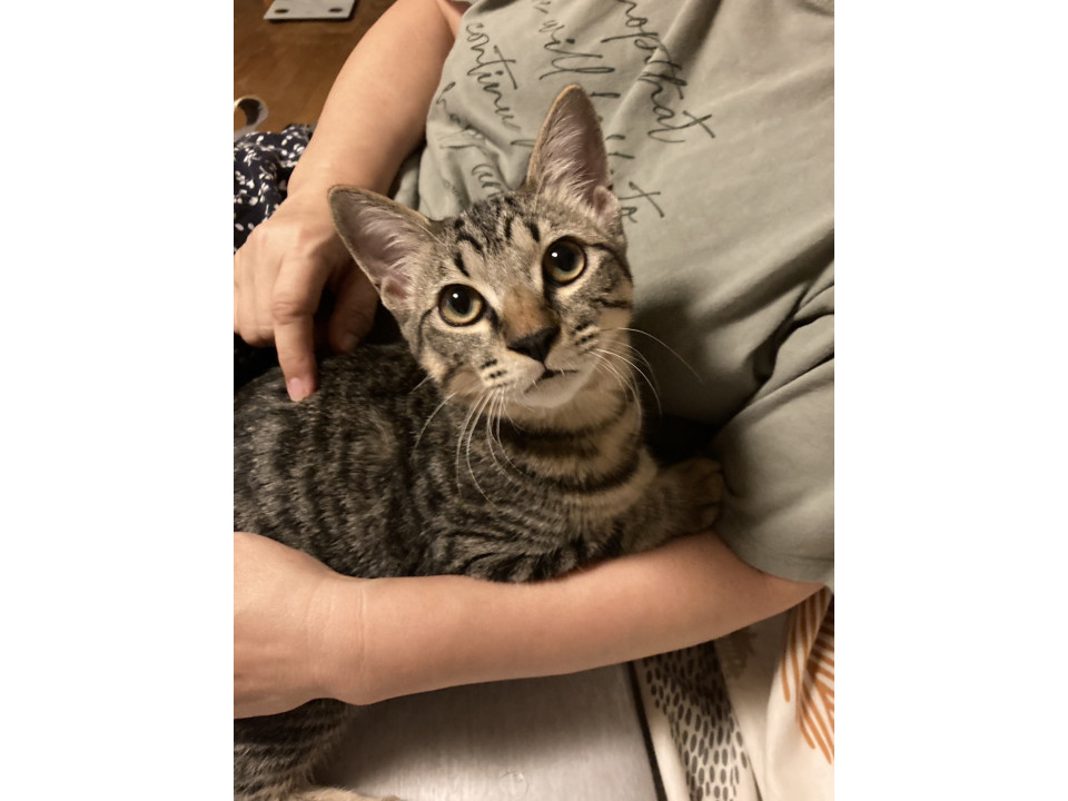 甘えん坊で飼いやすいムギ君1匹OK！