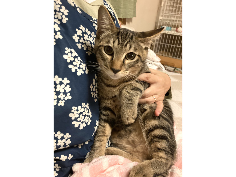 とても人懐こい甘えん坊コメ君1匹OK！