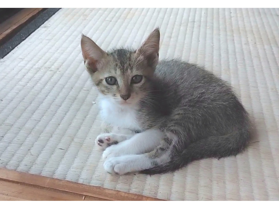 やんちゃで可愛いキジくん