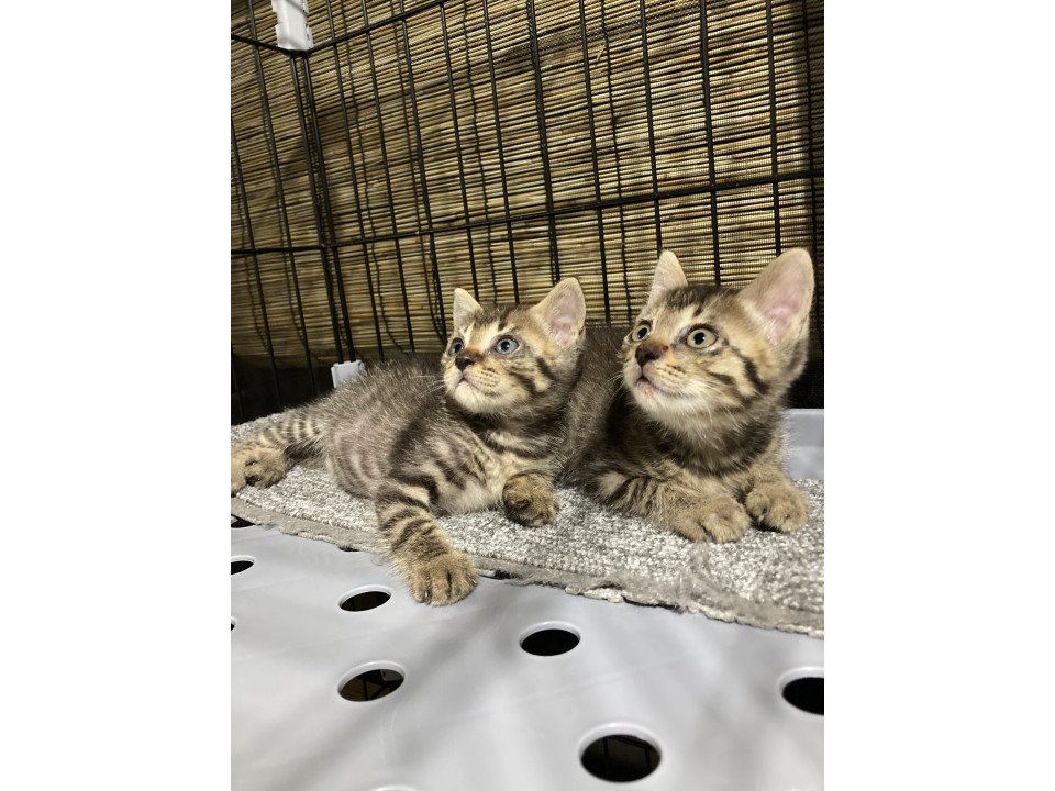 可愛いキジトラ仔猫 男の子と女の子です