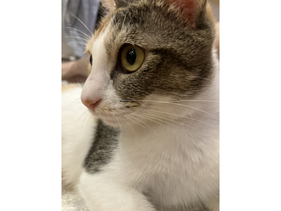 猫っぽい元気なミケ