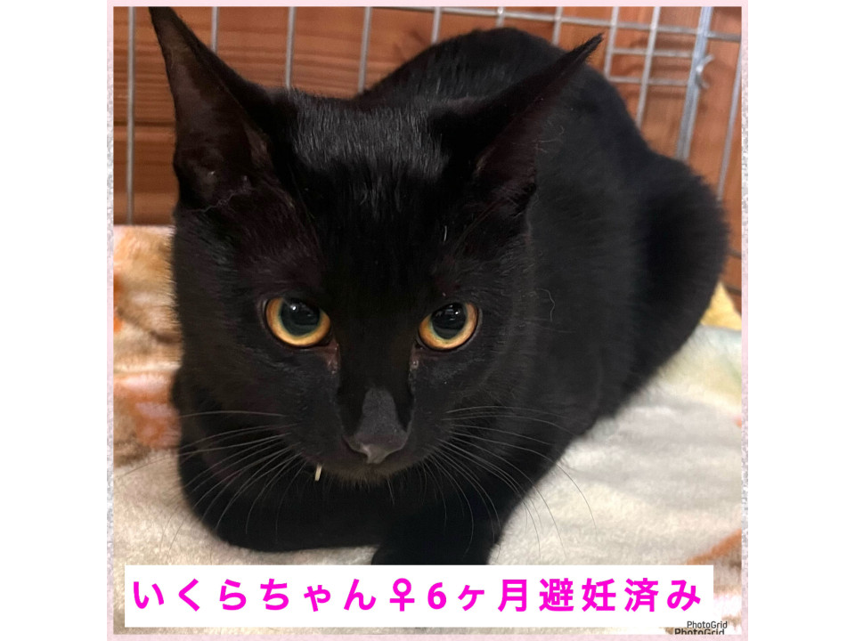 動画あり毛艶の良い避妊済黒猫