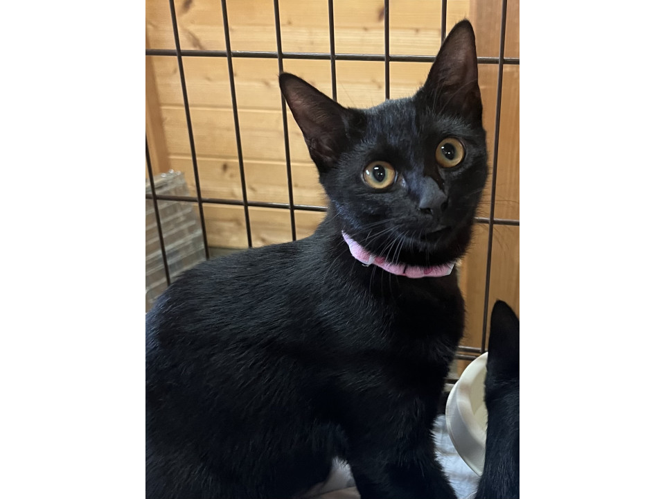 動画あり毛艶の良い避妊済黒猫