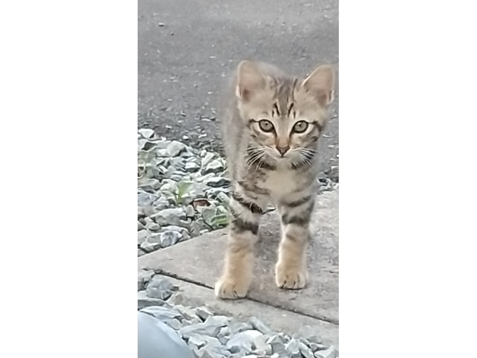 里親さんが決定しました！