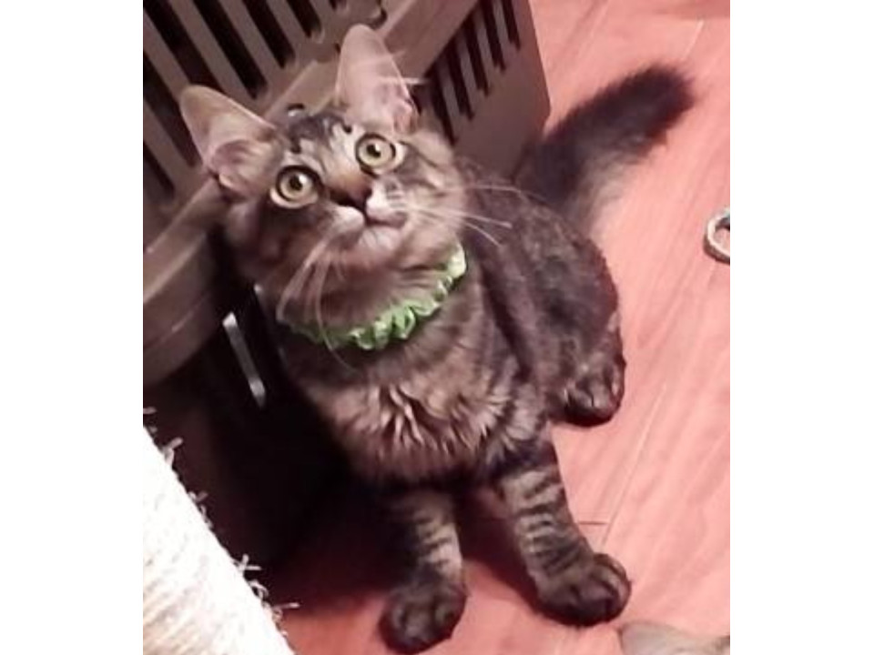 キジトラ長毛☆廃墟で生まれた仔猫！