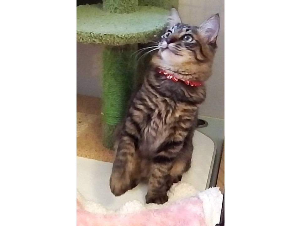 ふわふわコウくん!廃墟で生まれた仔猫☆