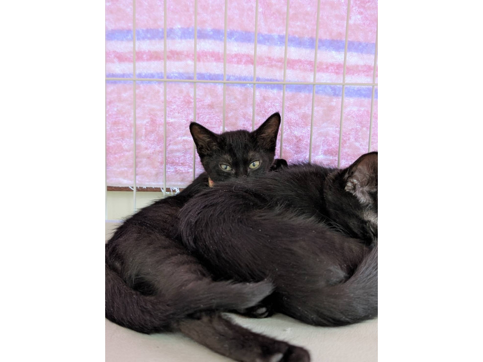 本当に可愛らしく賢い黒猫兄妹