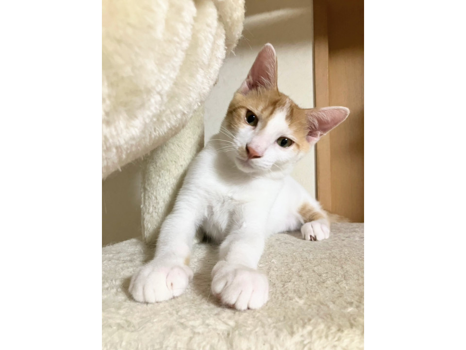 募集中☆猫とも仲良し!!