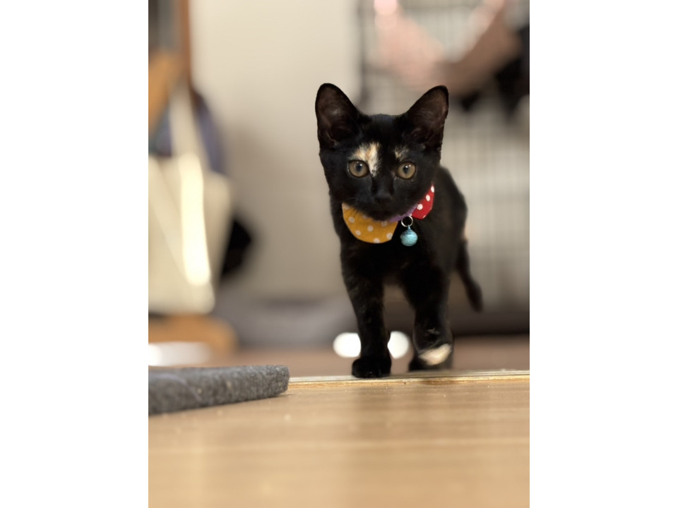 黒多めのサビ猫さん