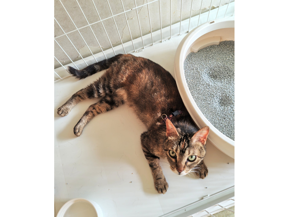 病気に負けないぞ！スリゴロひーちゃん！