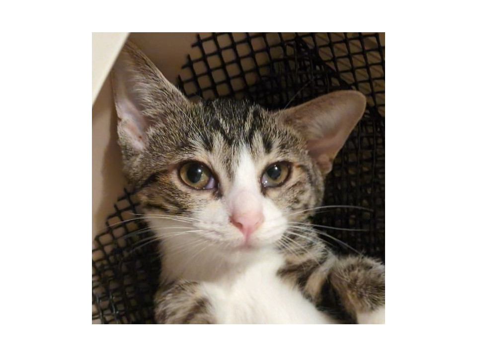 【多頭崩壊】抱っこもチューも爪切りもOK