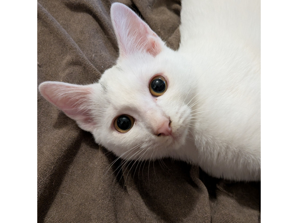 抱っこも爪切りもOK！ベタ馴れ三女ちゃん