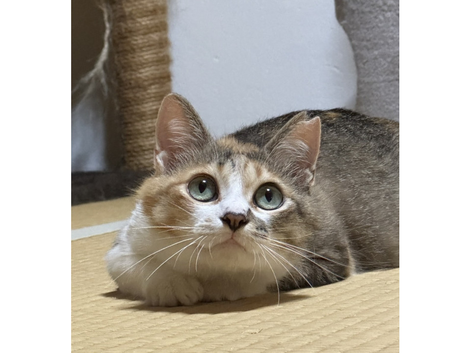 美猫 ままネコJUJU 家族募集中