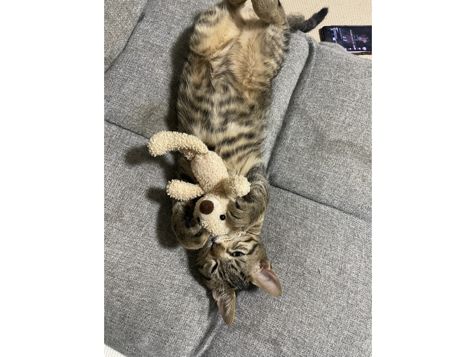 甘えん坊構ってちゃん♡のキジトラくん