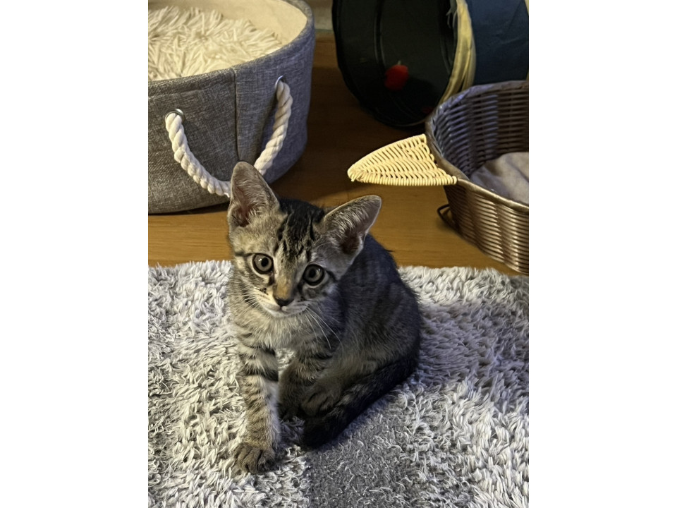 おちびキジトラ　オミソくん