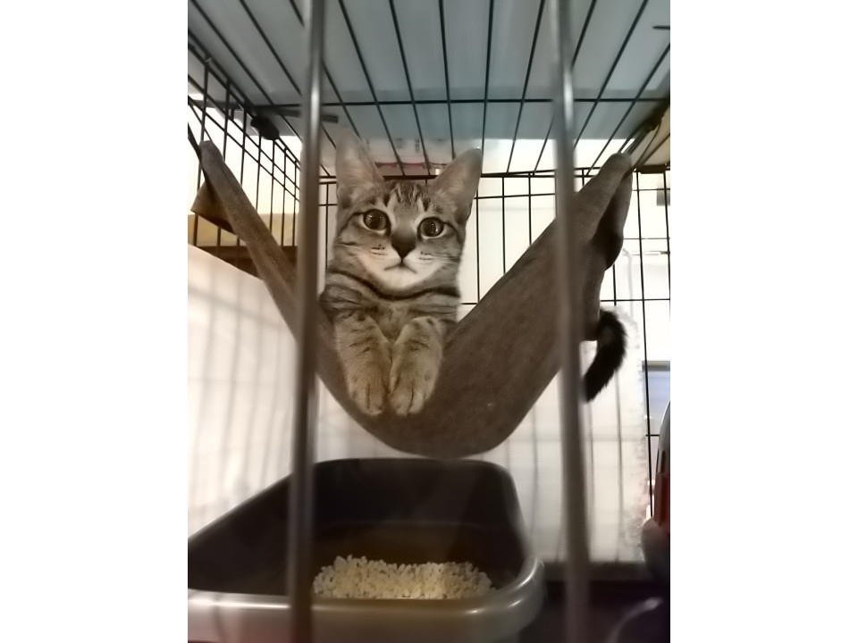 動物病院でも太鼓判押されたアイドル顔