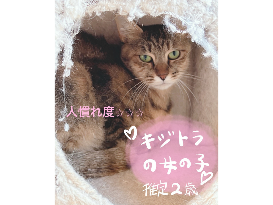 キジトラの女の子︎︎⟡.·