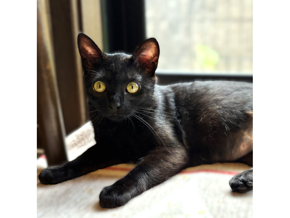 ◆12/27◆３本足でがんばる甘えんぼ♥