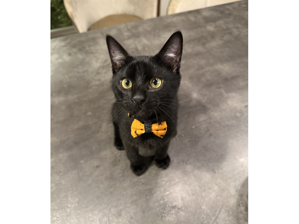 お膝に乗りゴロゴロと甘える