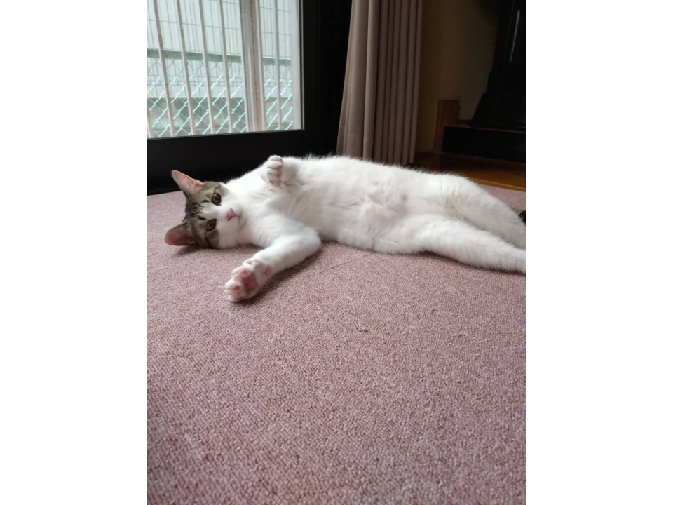 元気いっぱいキジ白つきちゃん