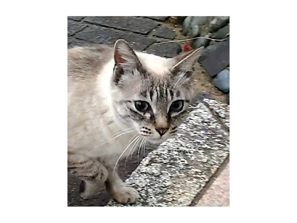 可愛いツンデレ猫『はな』ちゃん