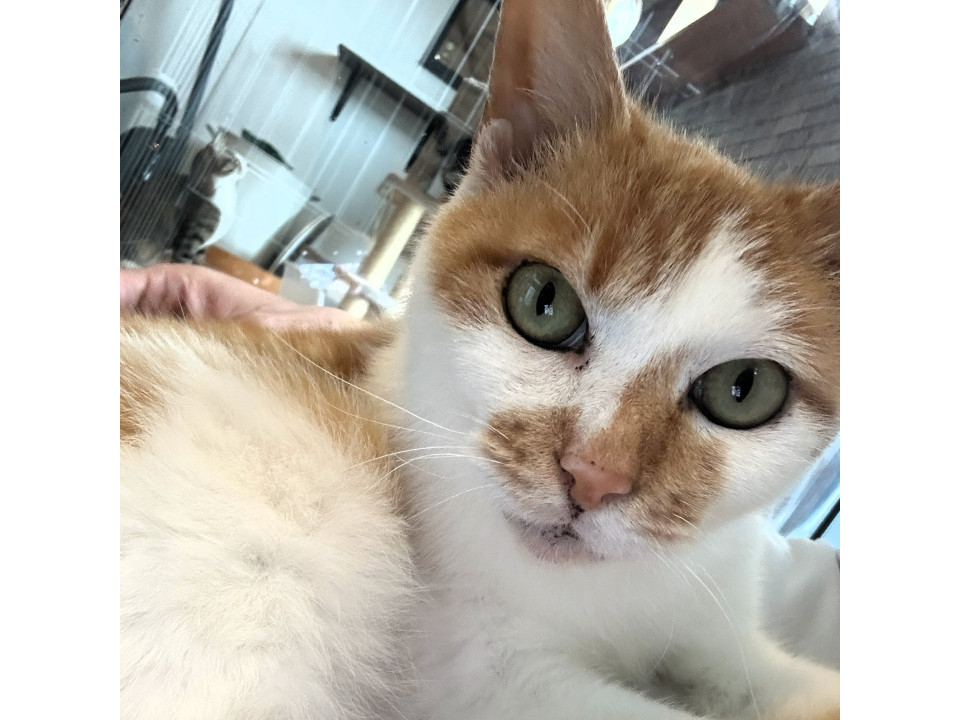 膝の上大好き猫『福』ちゃん