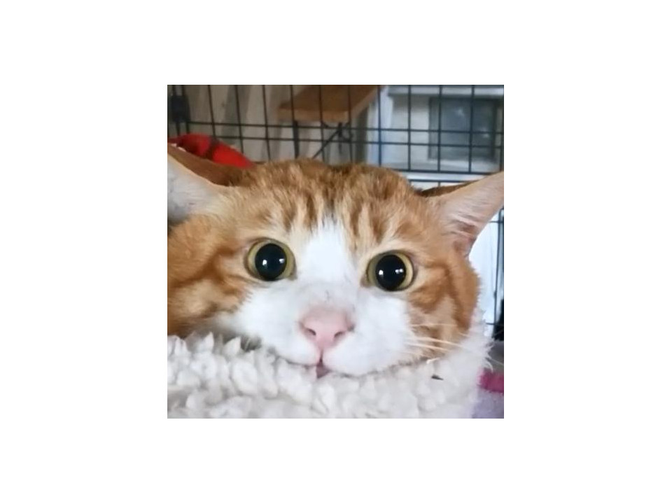 お喋りさんで食いしん坊猫『きな生』君