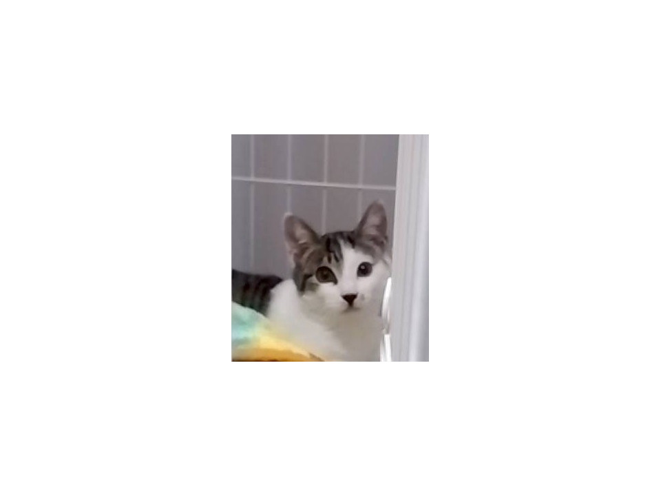 甘えん坊の男の子