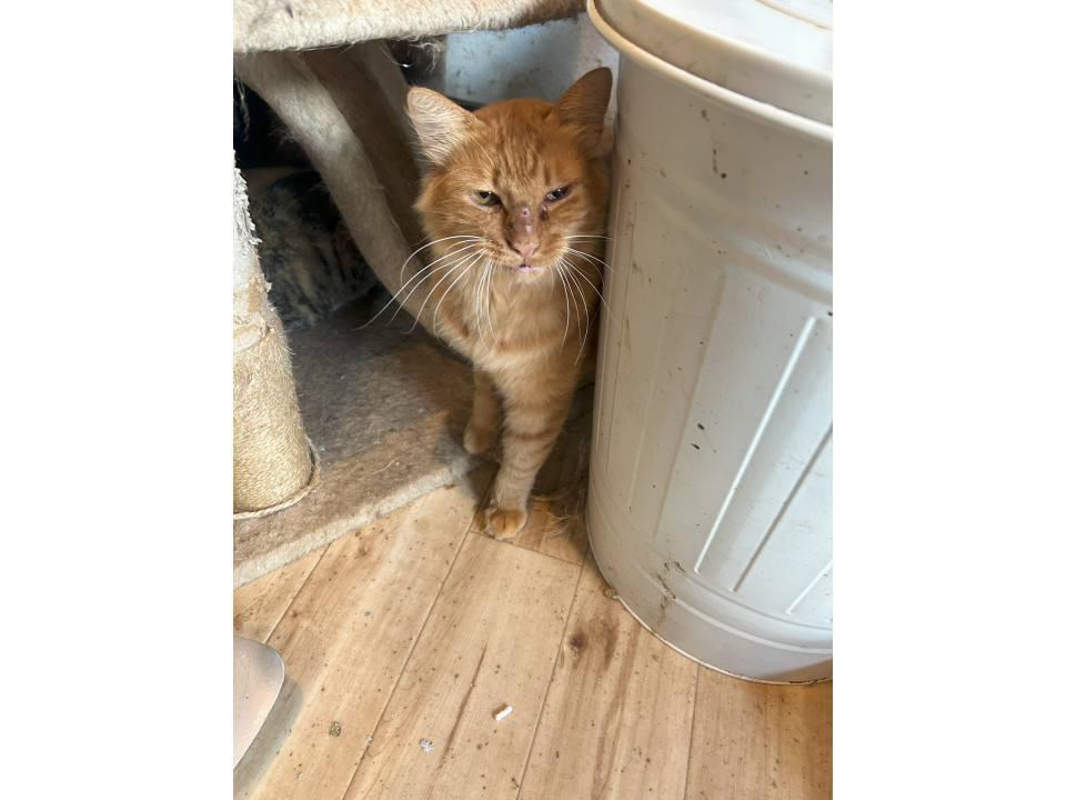 大人しくて長毛な男の子『みたらし』君