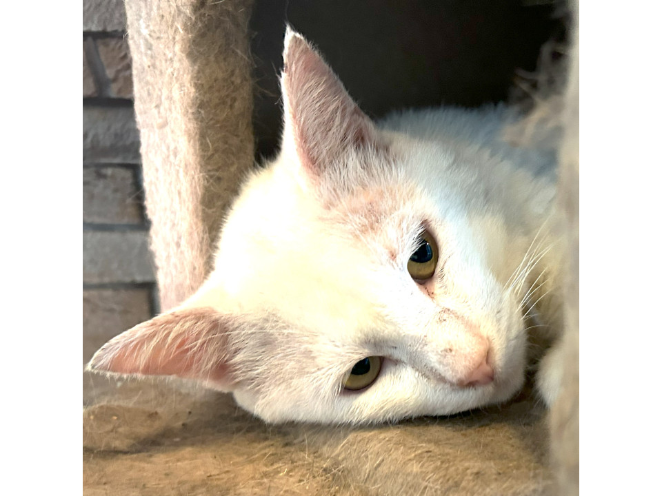 疥癬からの復活『いちご大福』君