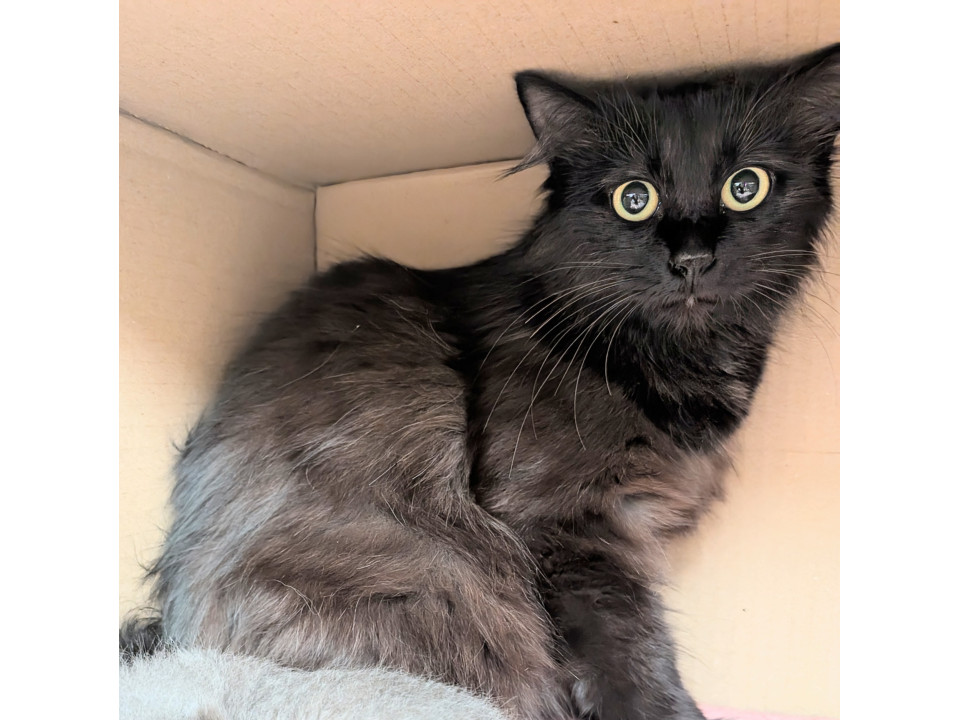 ふわふわ長毛黒猫見学随時受付中！