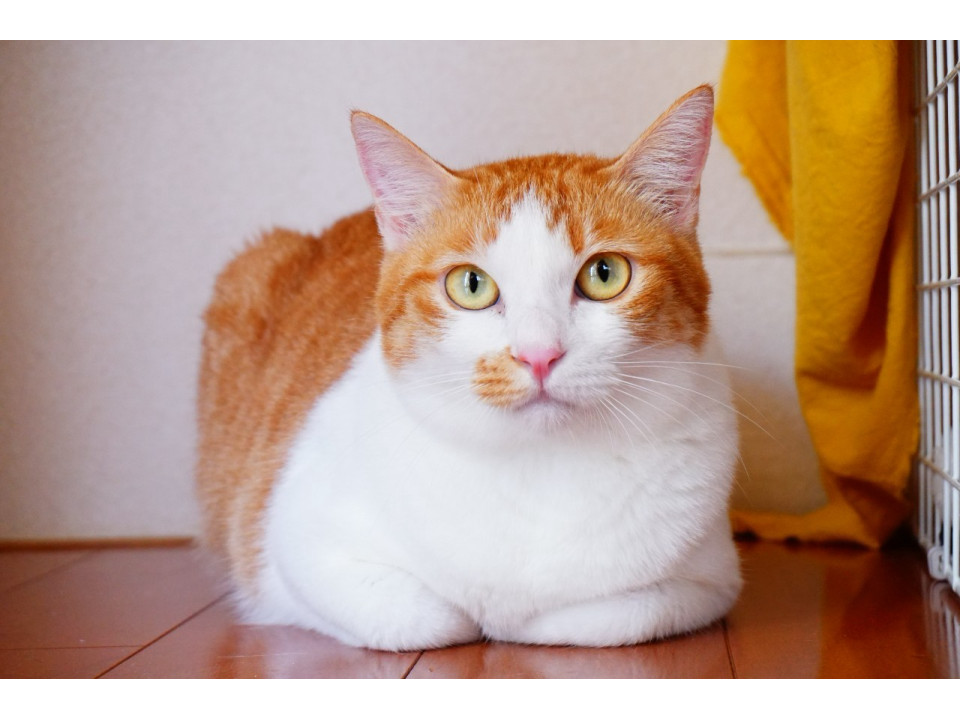 落ち着いておとなしい「フクちゃん」