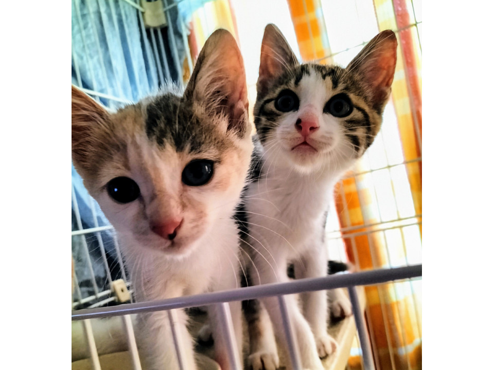 元気いっぱい♡パステル三毛&アメショ兄妹