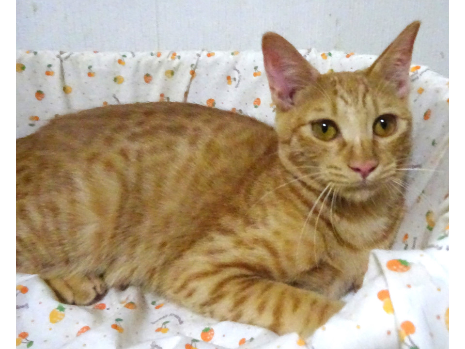 兄弟と育つ、栗くん